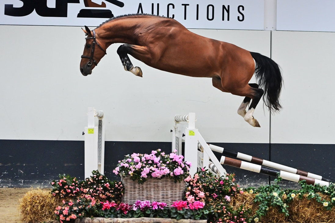 Shared Horsemanship Powers SLF Horse Auctions